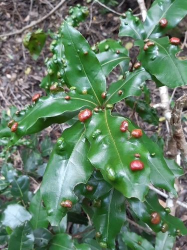 Aceria barbujanae