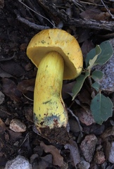 Boletus holoxanthus
