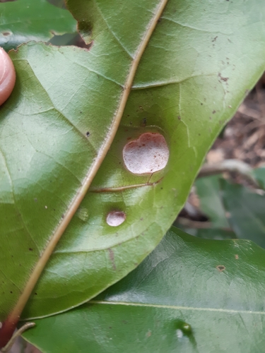 Aceria barbujanae