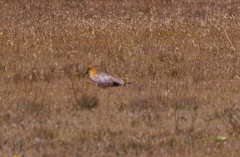 Theristicus branickii