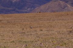 Theristicus branickii