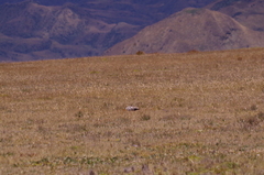 Theristicus branickii