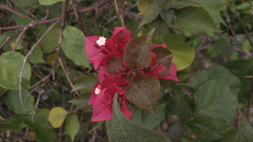 Bougainvillea spectabilis