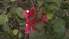 Bougainvillea spectabilis