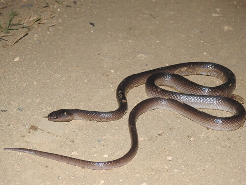De Rooij's Groundsnake