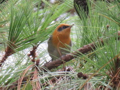 Peucedramus taeniatus