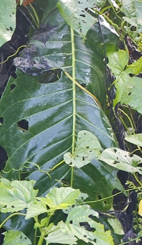 Anthurium crenatum, photograph 6