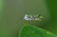 Leptopharsa elata