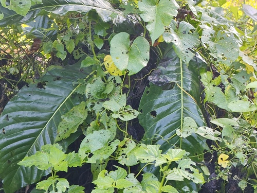 Scalloped Laceleaf (Anthurium crenatum)