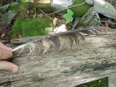 Bubo virginianus virginianus