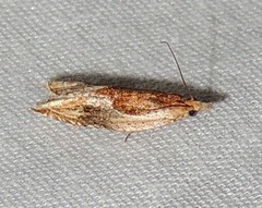 Ancylis definitivana