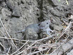 Big-Eared Woodrat photo 3