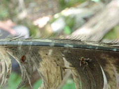 Bubo virginianus virginianus