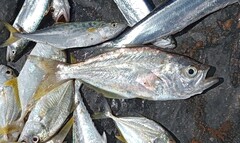 False Trevally photo 5