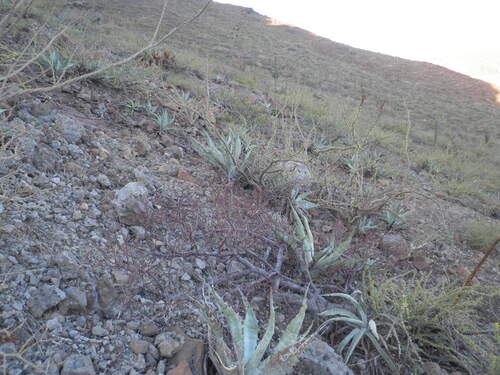Agave sobria