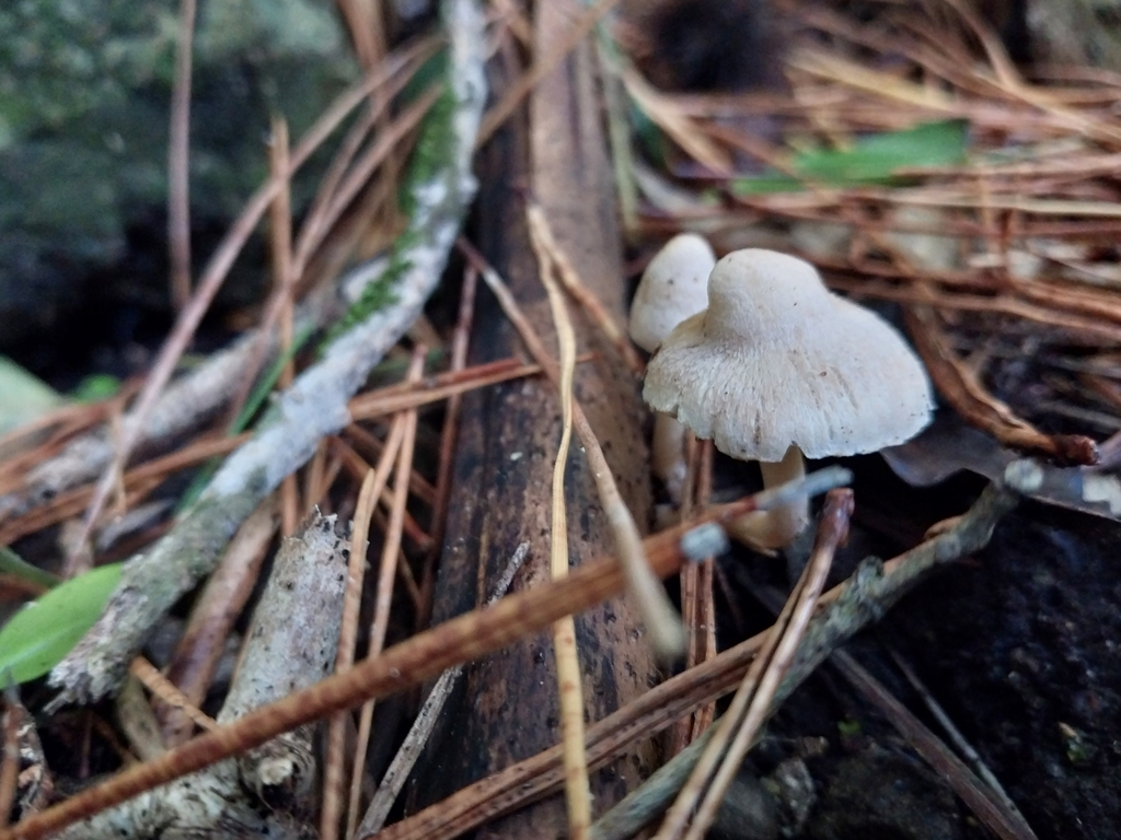 Inocybe sindonia