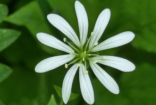 Miškinė žliūgė nuotrauka