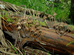 Mycena stipata