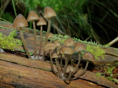 Mycena stipata