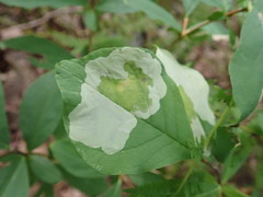 Leucanthiza dircella