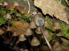 Mycena stipata