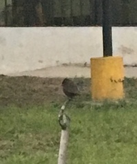 Pyrocephalus rubinus obscurus