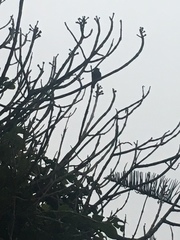 Pyrocephalus rubinus obscurus