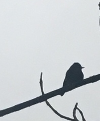 Pyrocephalus rubinus obscurus