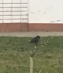 Pyrocephalus rubinus obscurus