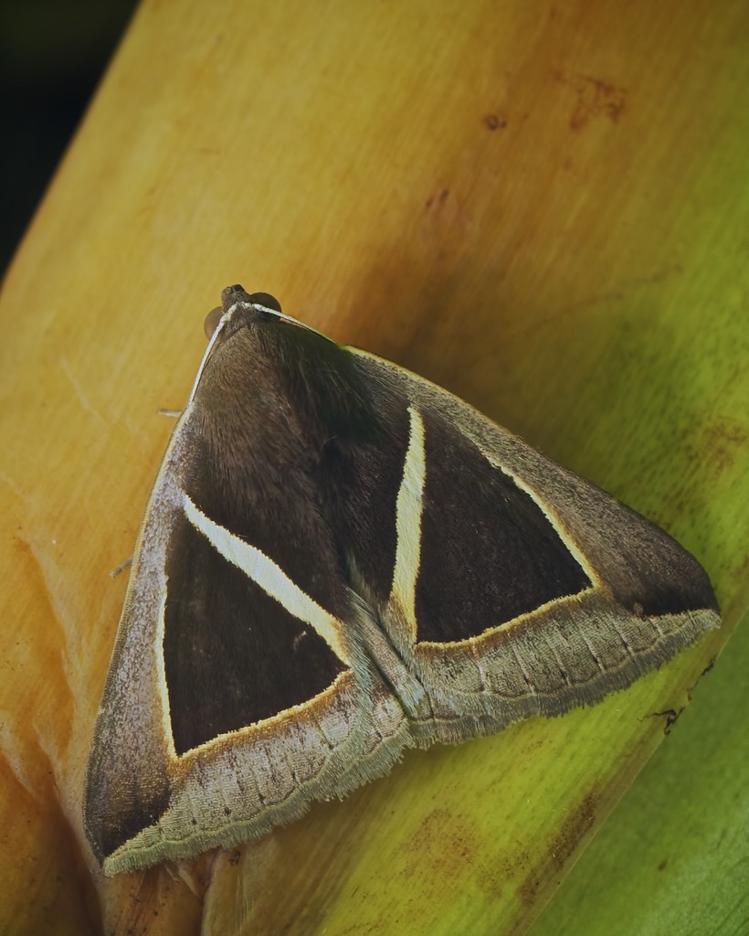 斜帶三角夜蛾 (Moths of Durgapur) · iNaturalist