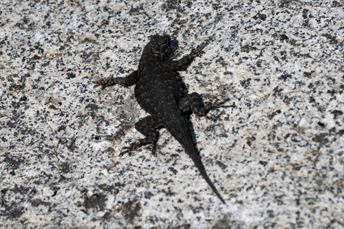iNaturalist observation photo of Western Fence Lizard