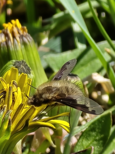 Unknown species found near McCall, ID 83638, USA