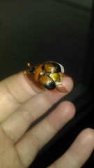 Bolbocerosoma bruneri