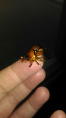 Bolbocerosoma bruneri