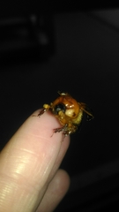 Bolbocerosoma bruneri