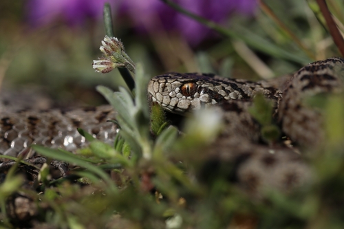 Meadow Viper, Alpes-Maritimes, Provence-Alpes-Côte d'Azur, FR, photo 9 of 10
