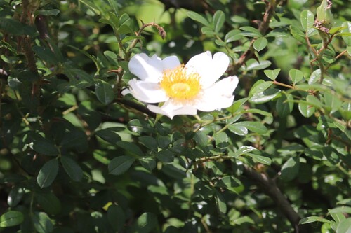 Image of Rosa bracteata by (c) Rich Sommer, some rights reserved (CC BY)