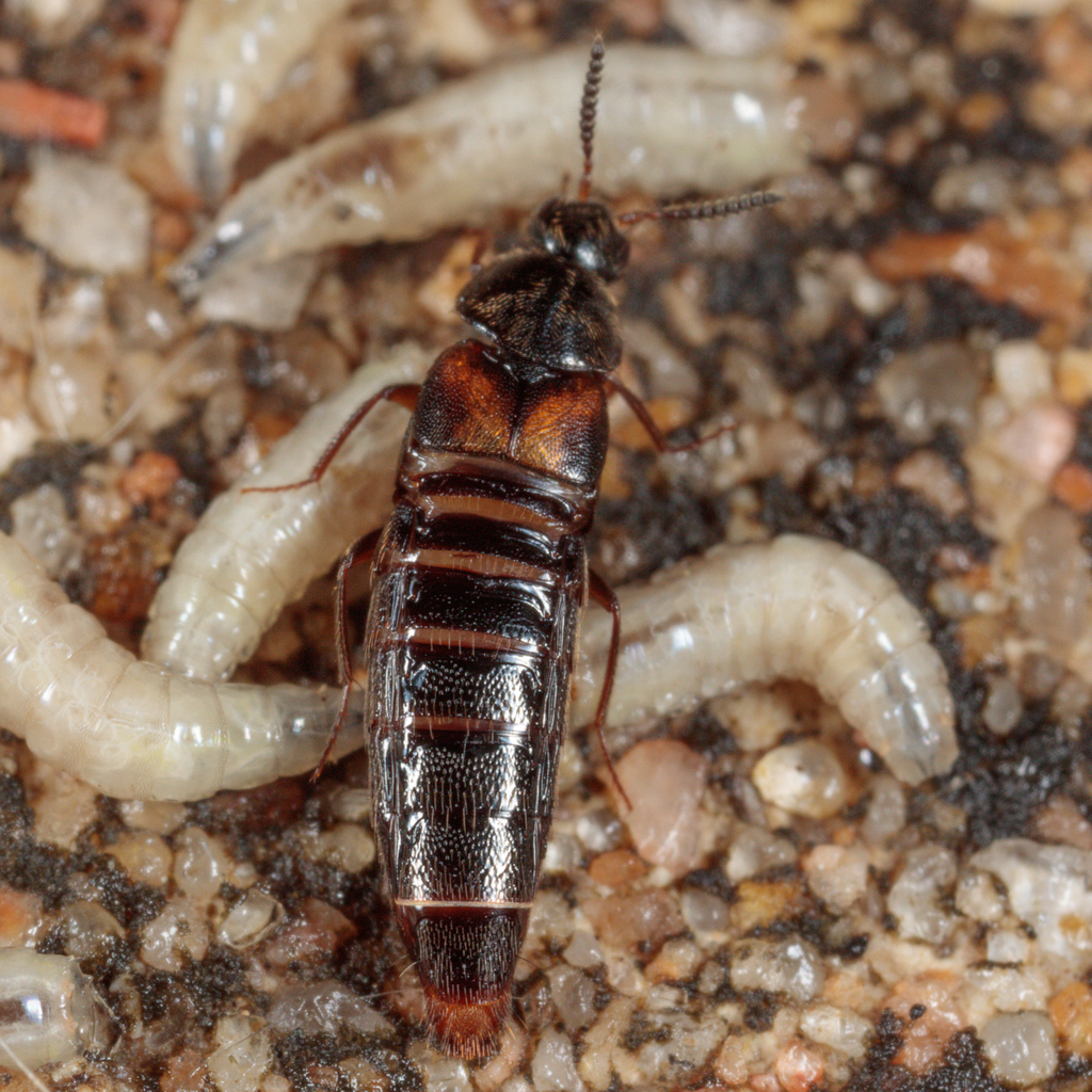 Aleochara lustrica