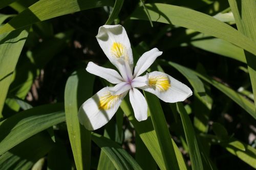 Iris tenuis, photograph 6