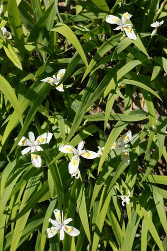 Iris tenuis, photograph 5