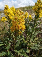 Solidago virgaurea taurica