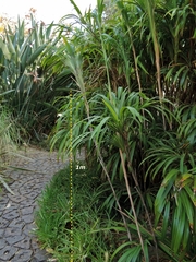 Dianella bambusifolia