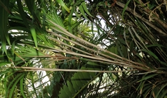 Dianella bambusifolia