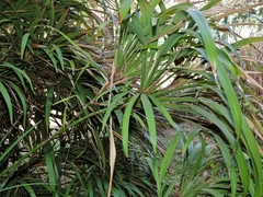 Dianella bambusifolia