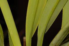 Dianella bambusifolia