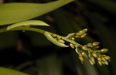 Dianella bambusifolia