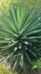 Yucca treculiana