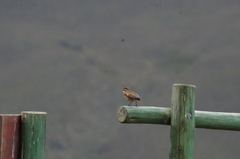 Cinclodes albidiventris