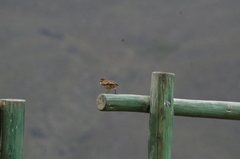 Cinclodes albidiventris