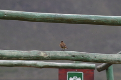 Cinclodes albidiventris